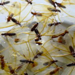 Termite Traps To Capture This Destructive Pest