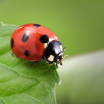 Develop a Comprehensive Home Pest Defense for Your Property