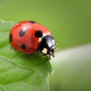 ladybug on leaf