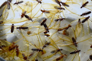 winged termite water trap in glass bowl